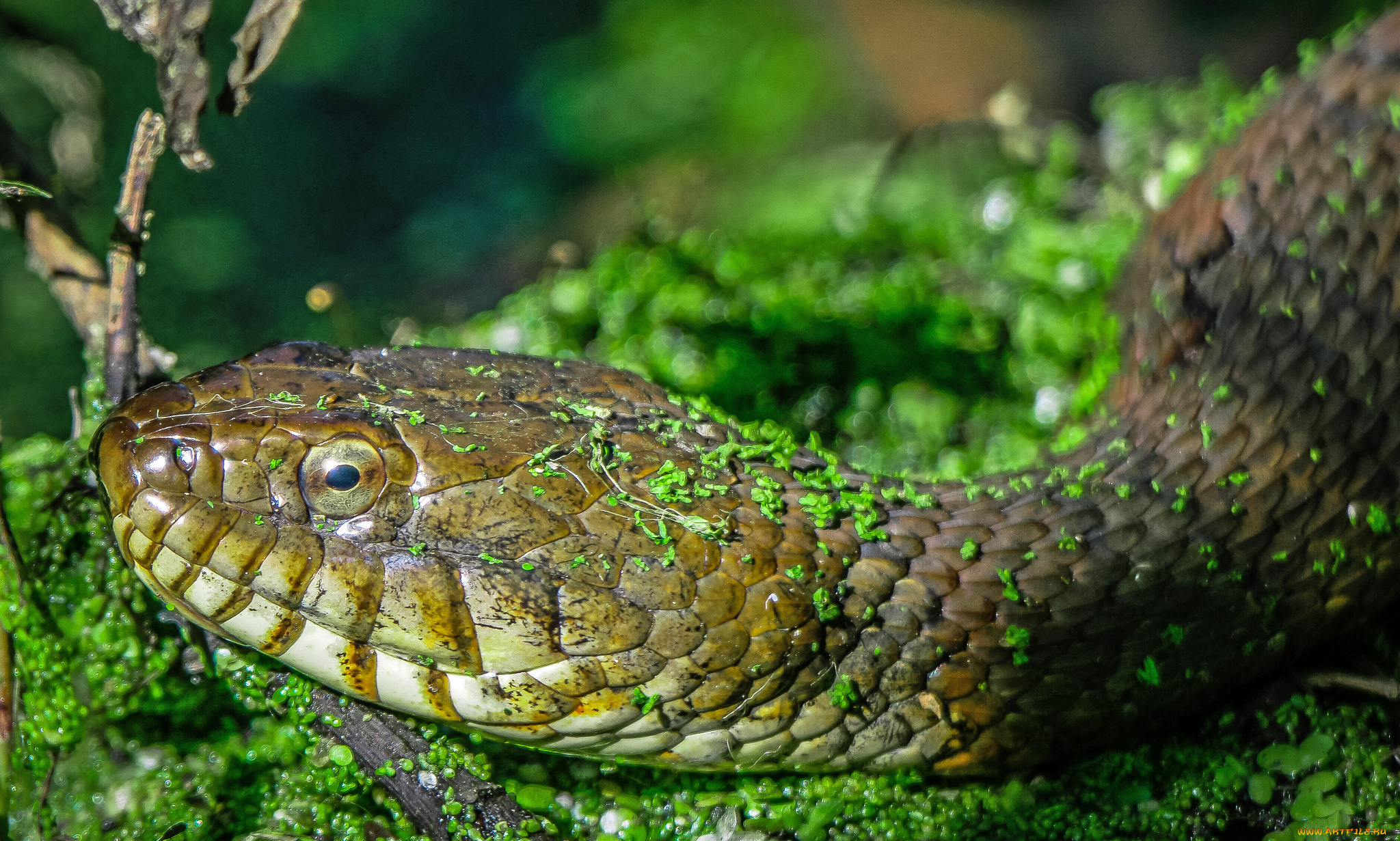 животные, змеи, , питоны, , кобры, змея