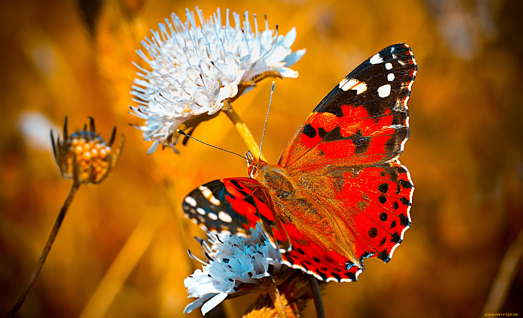 животные, бабочки, , мотыльки, , моли, бабочка