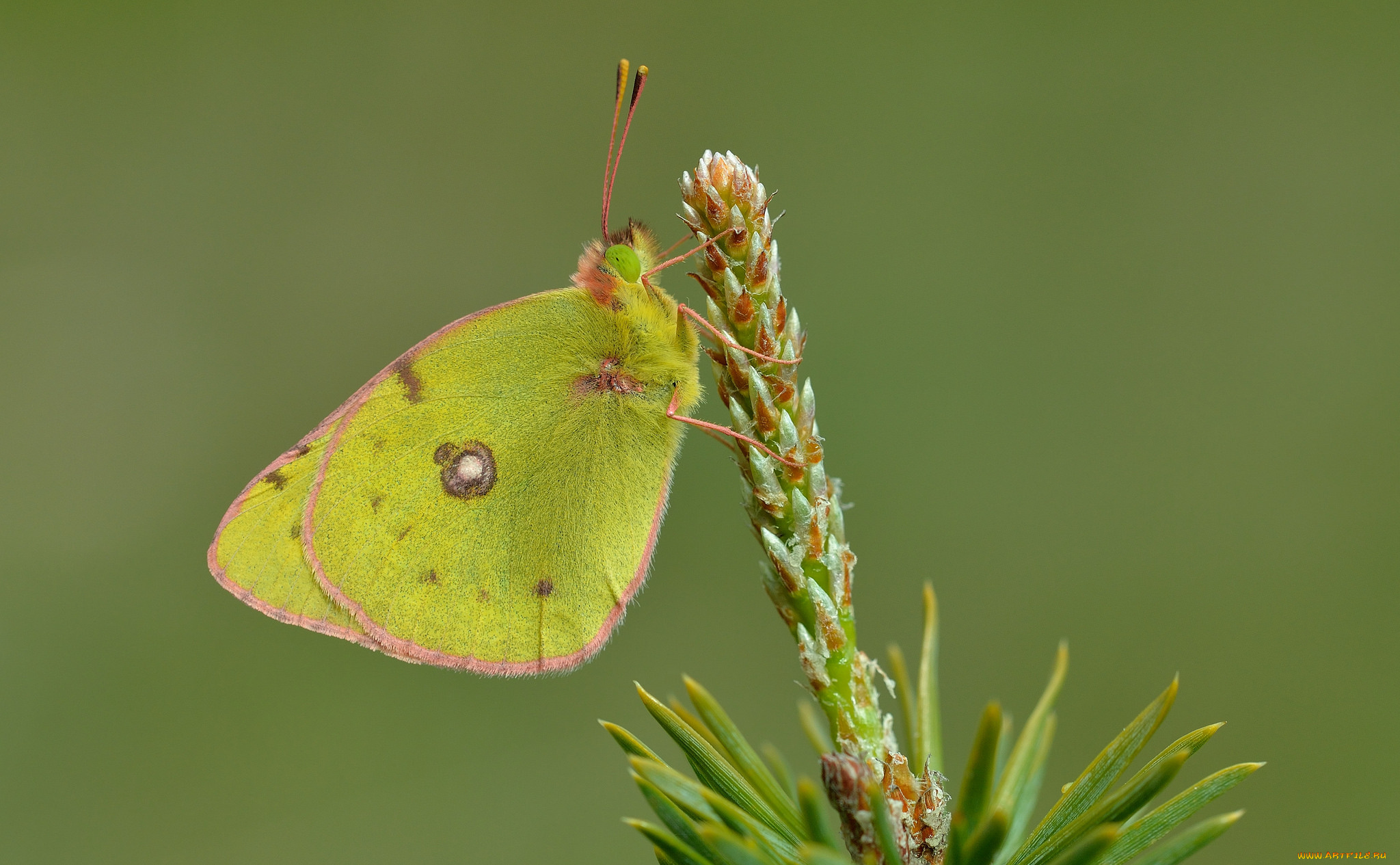 животные, бабочки, , мотыльки, , моли, бабочка