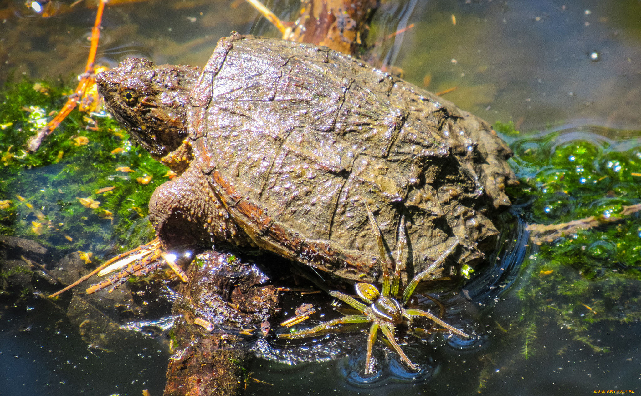 животные, Черепахи, черепаха