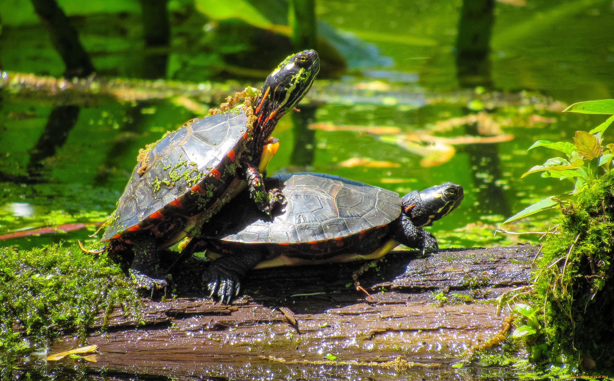 животные, Черепахи, черепахи