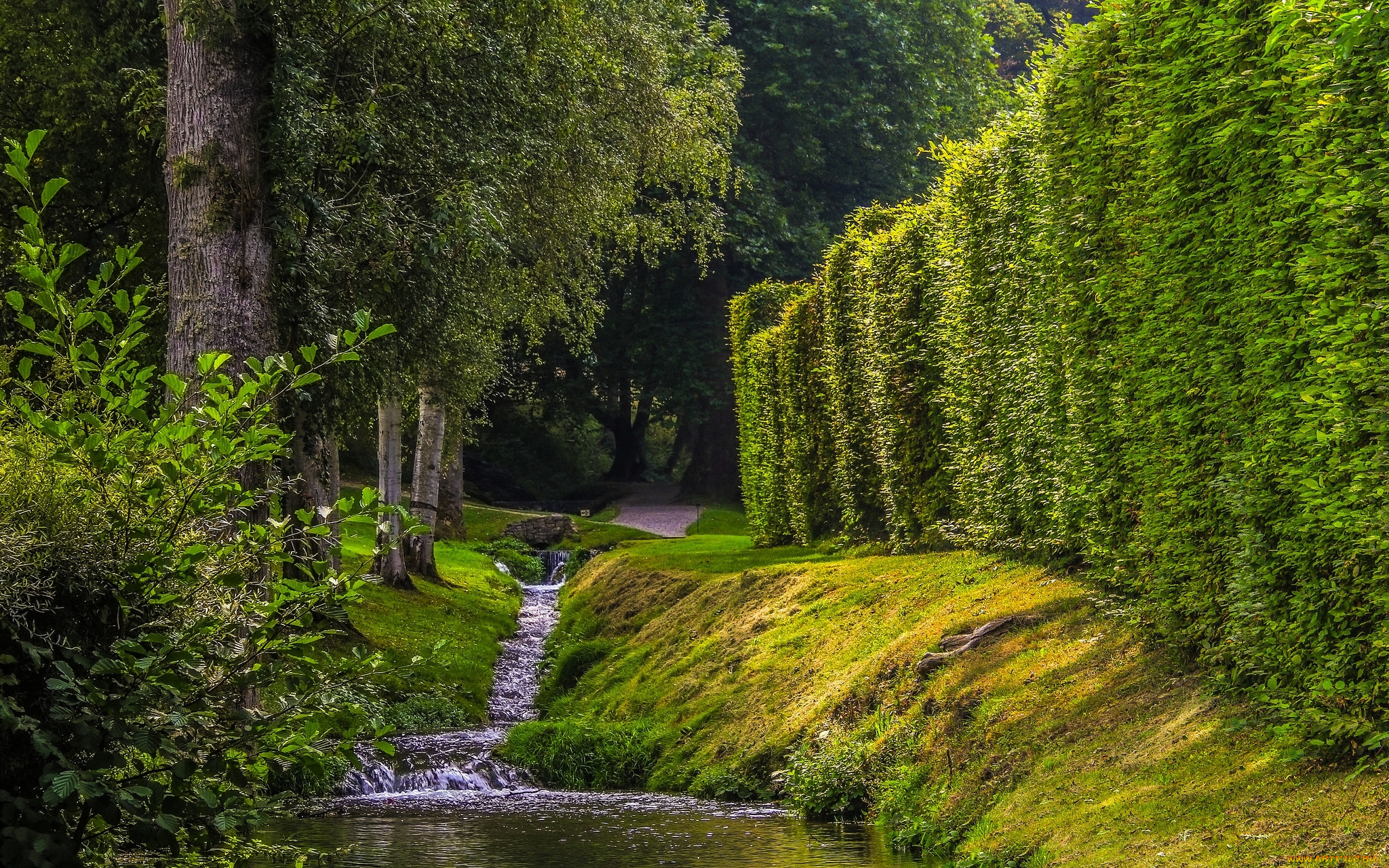 природа, лес, простор