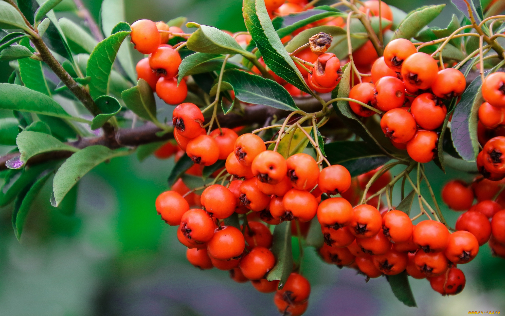 природа, Ягоды, , рябина, простор