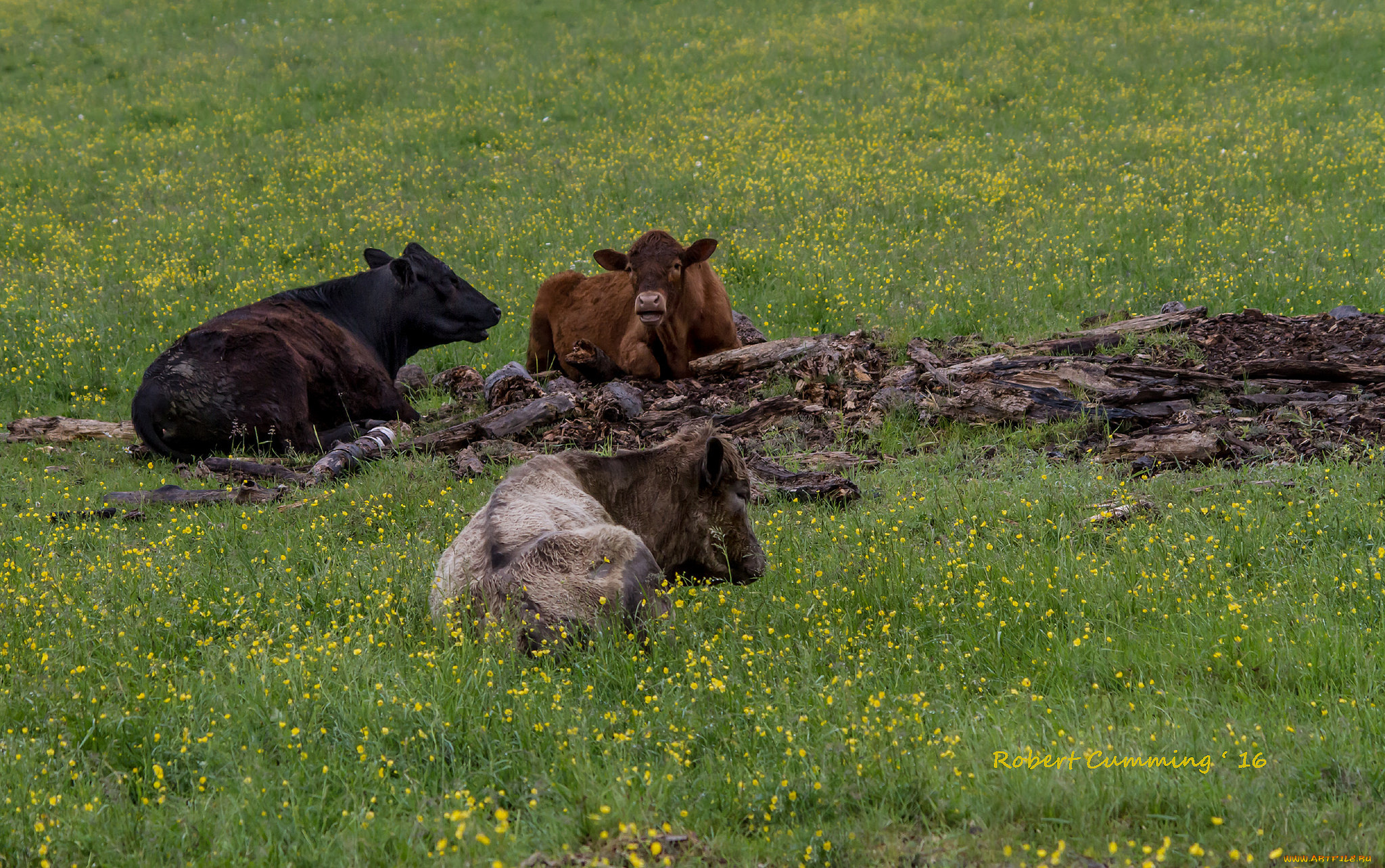 животные, коровы, , буйволы