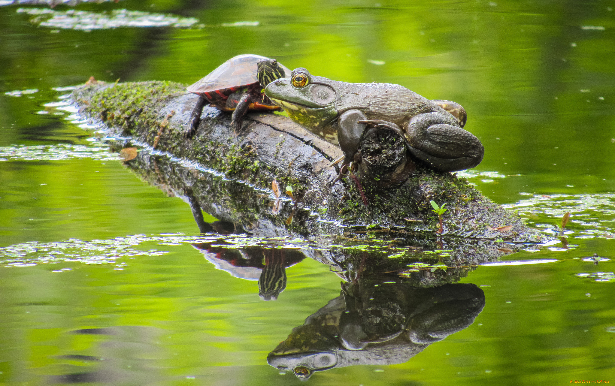 животные, разные, вместе, лягушка, черепашка