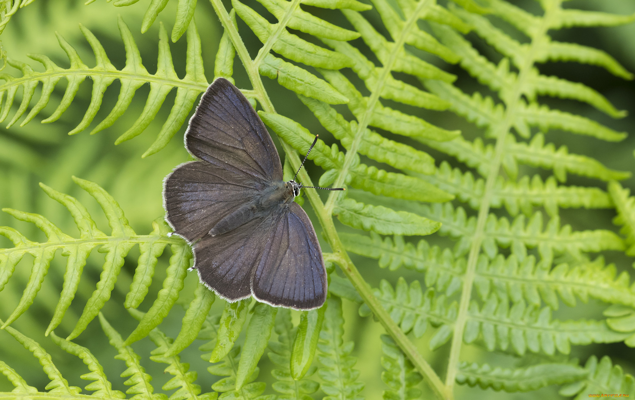 животные, бабочки, , мотыльки, , моли, бабочка