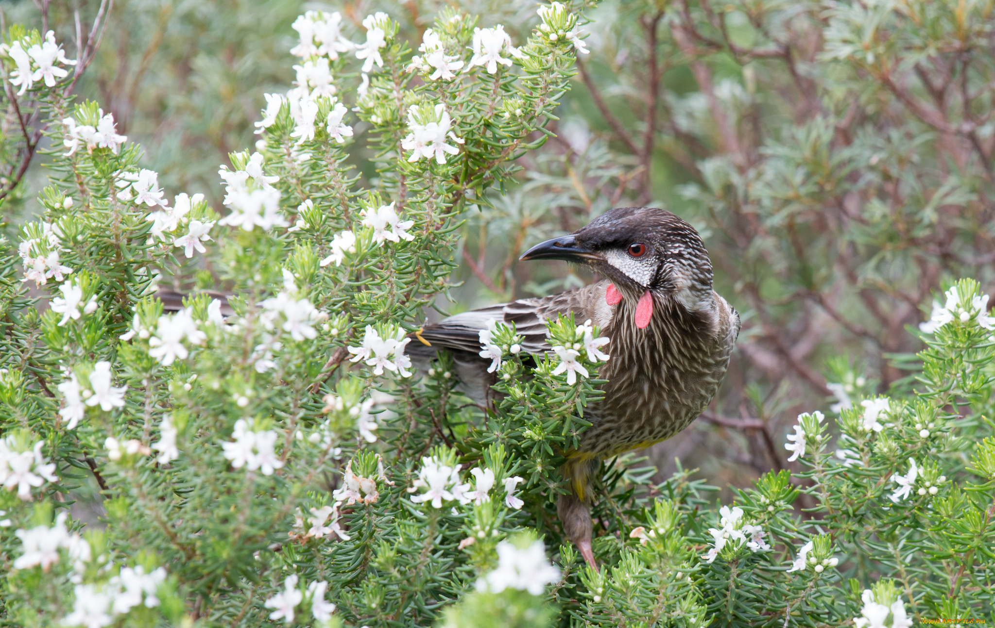 животные, птицы, птичка
