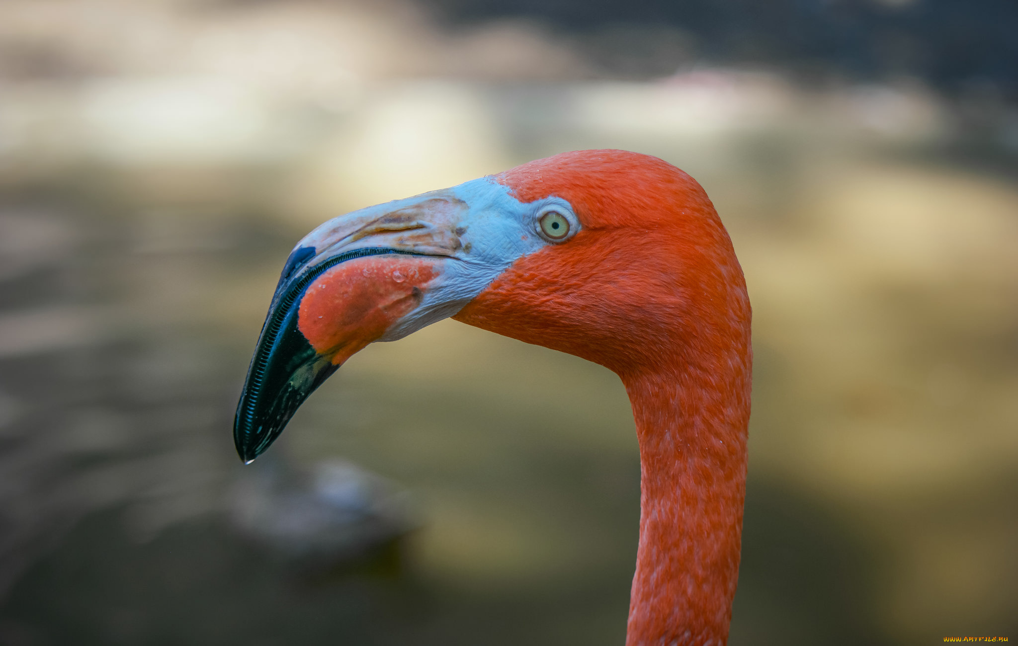 животные, фламинго