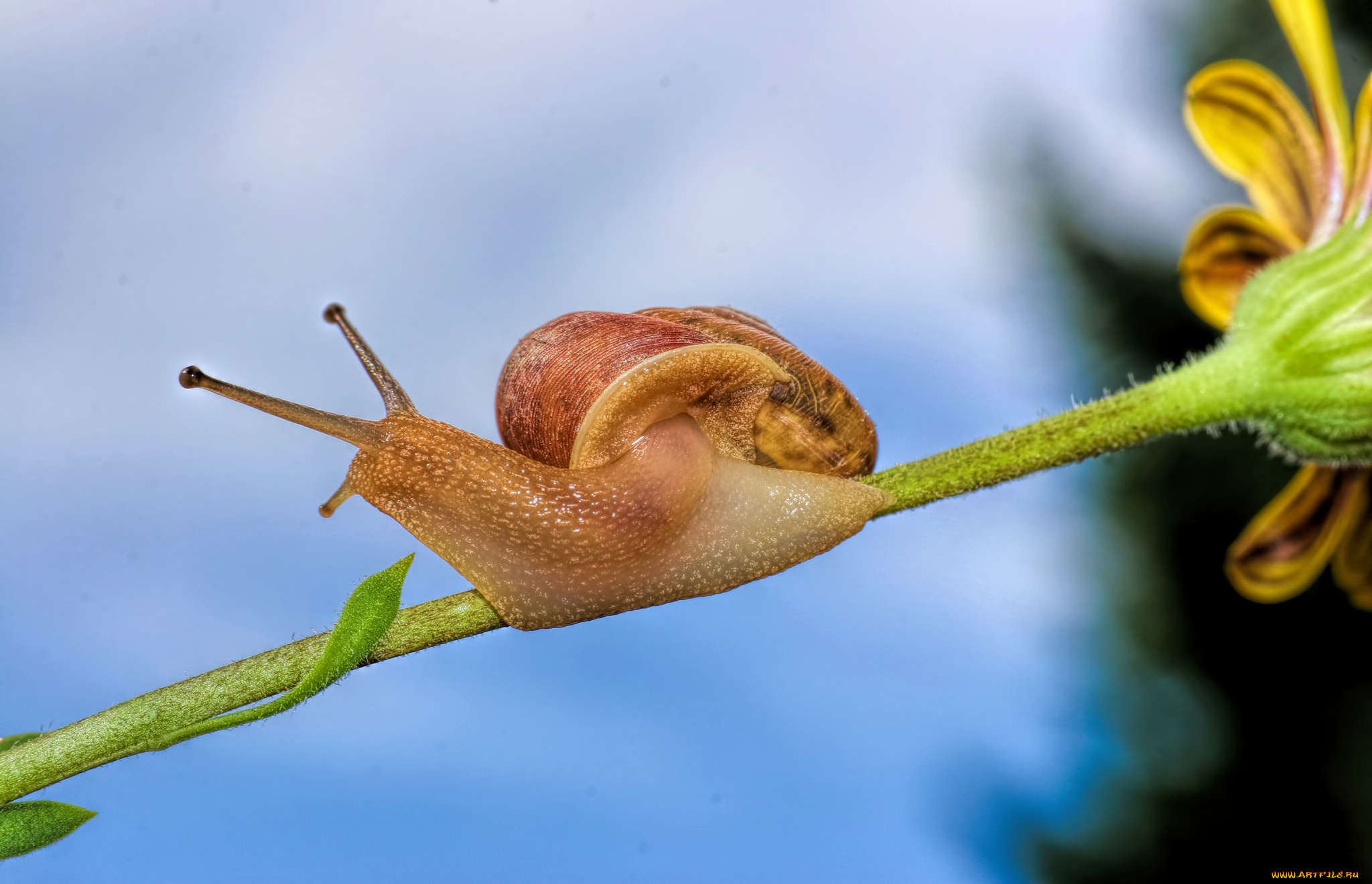 животные, улитки, улитка