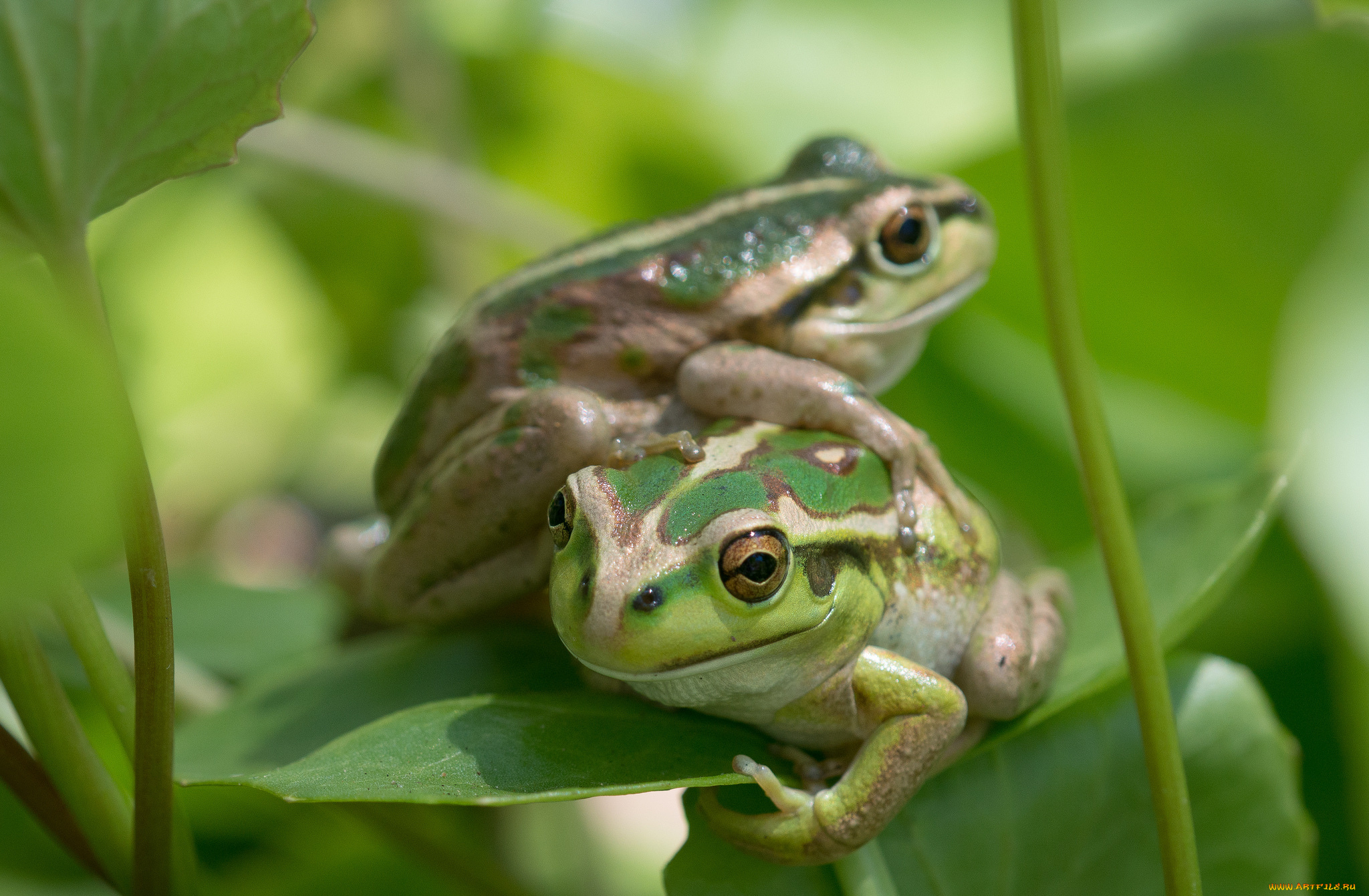 животные, лягушки