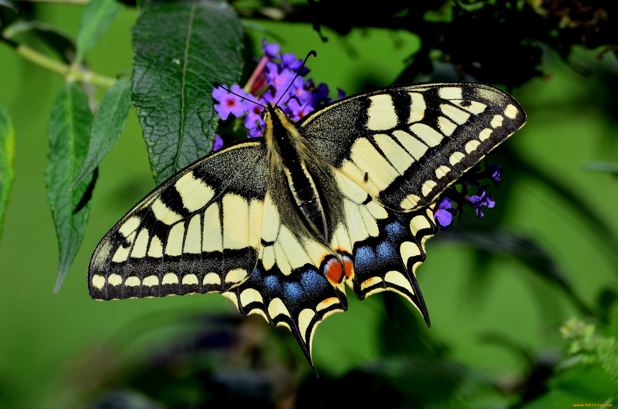 животные, бабочки, , мотыльки, , моли, бабочка