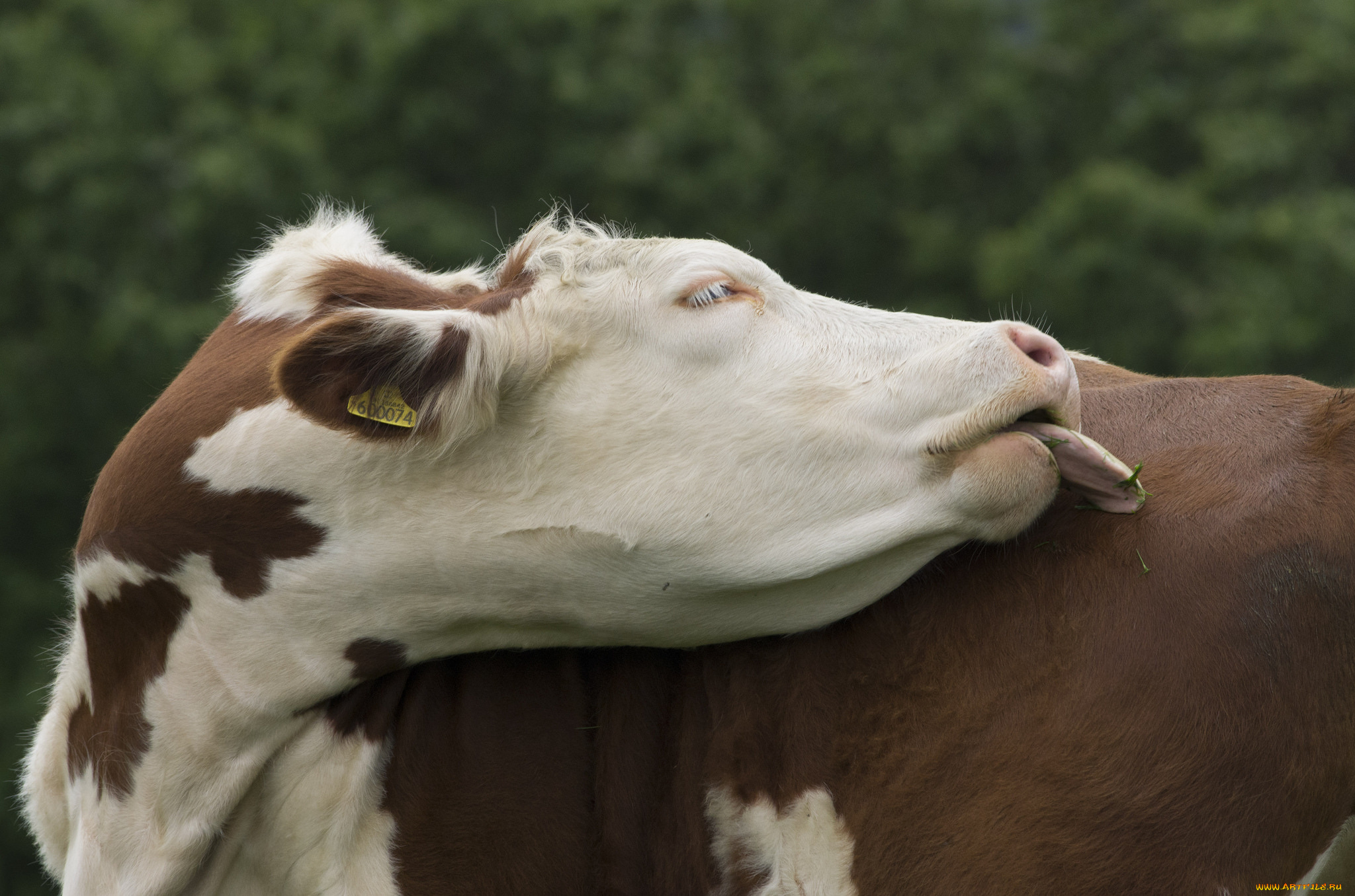 животные, коровы, , буйволы, корова