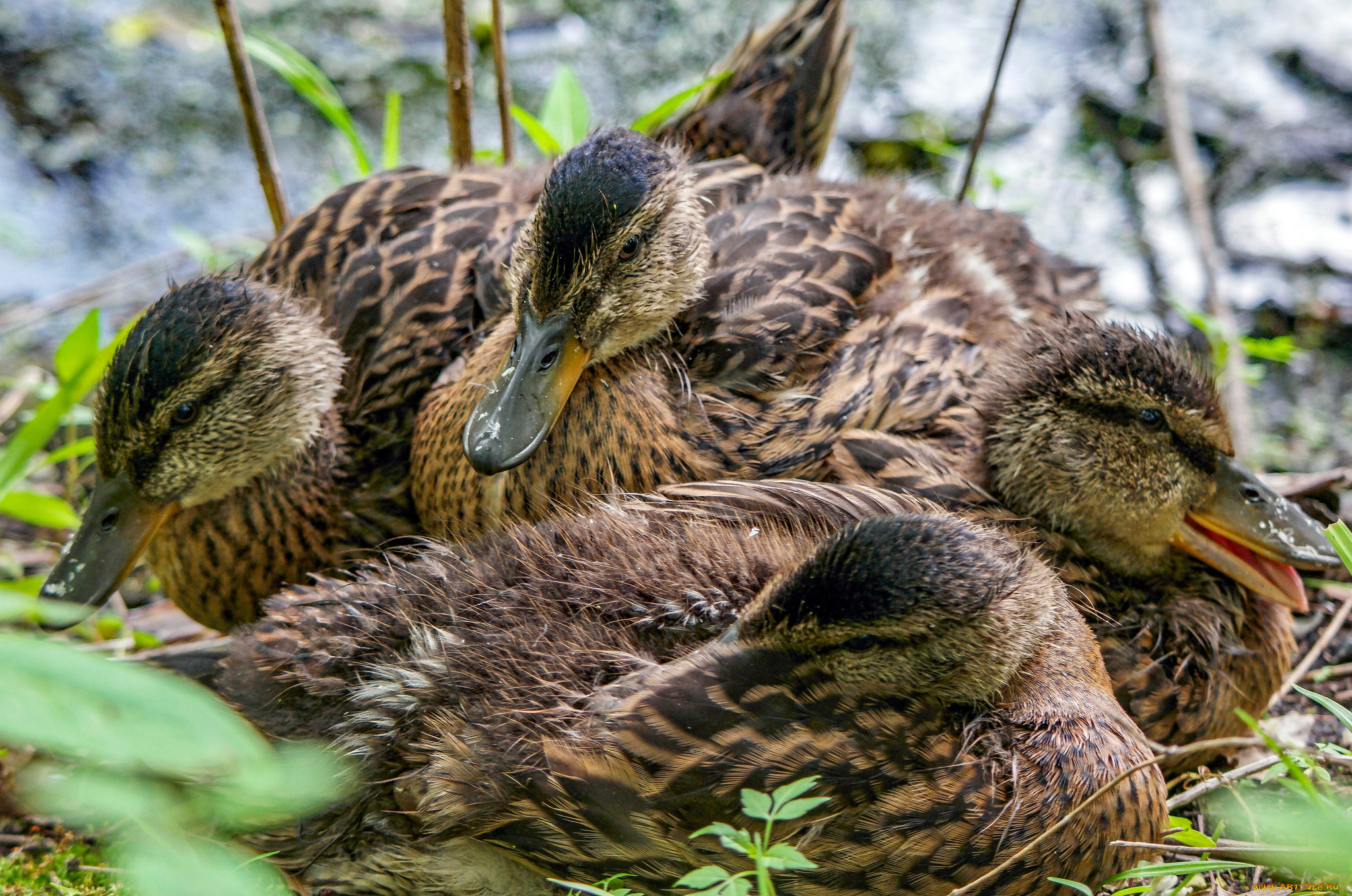 животные, утки