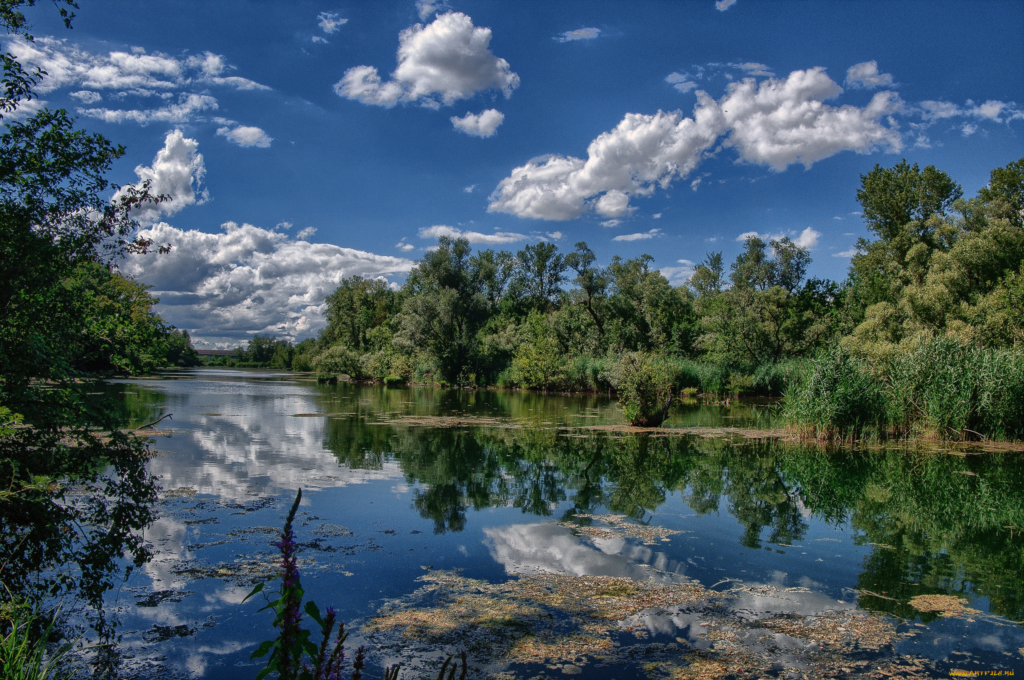 природа, реки, озера, лес, река