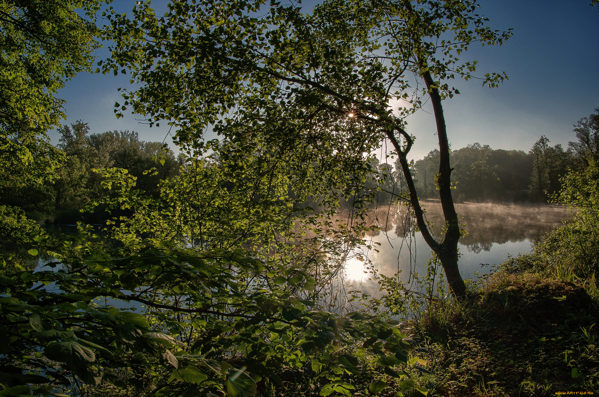 природа, реки, озера, лес, река