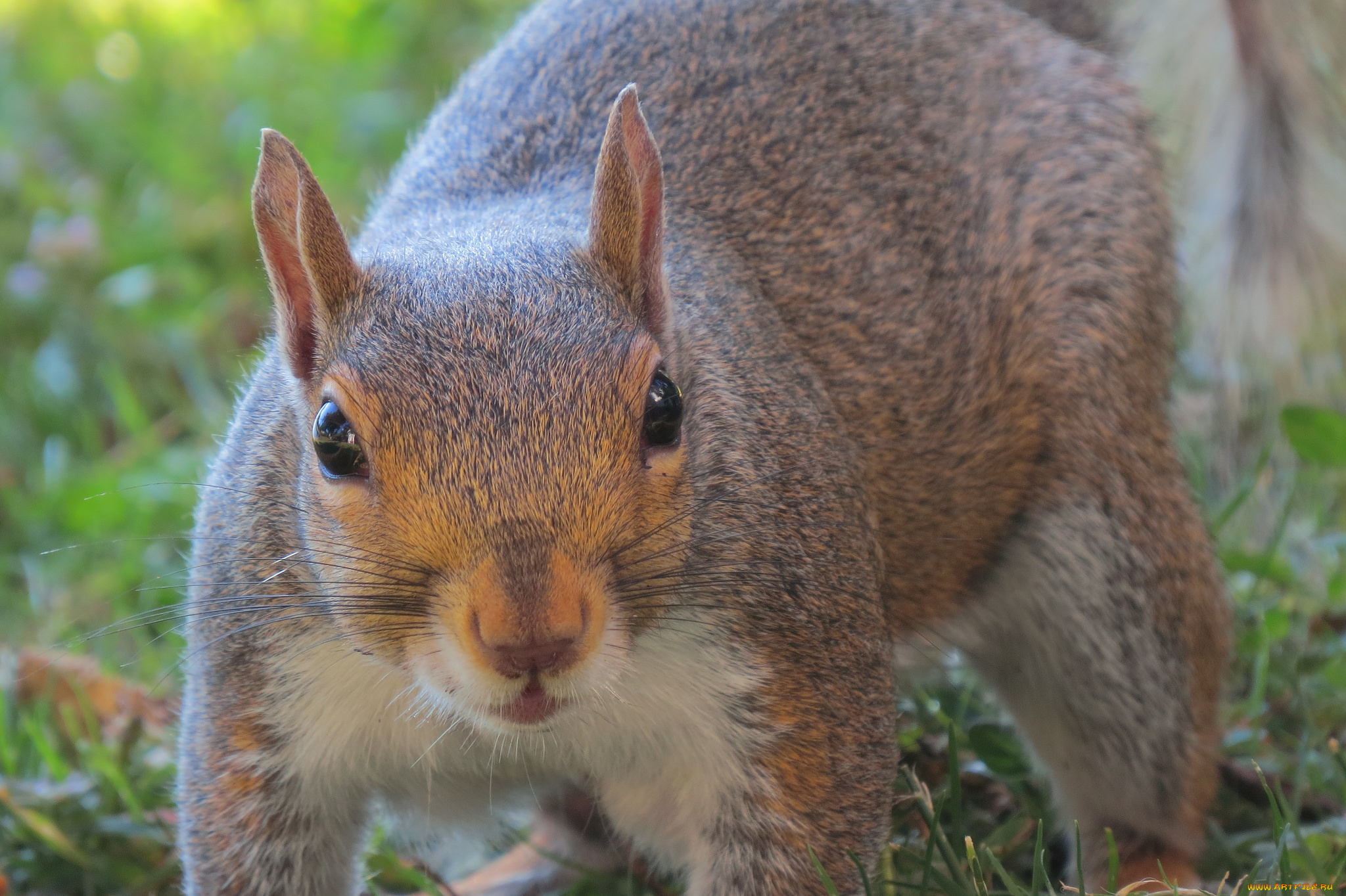 животные, белки, белка