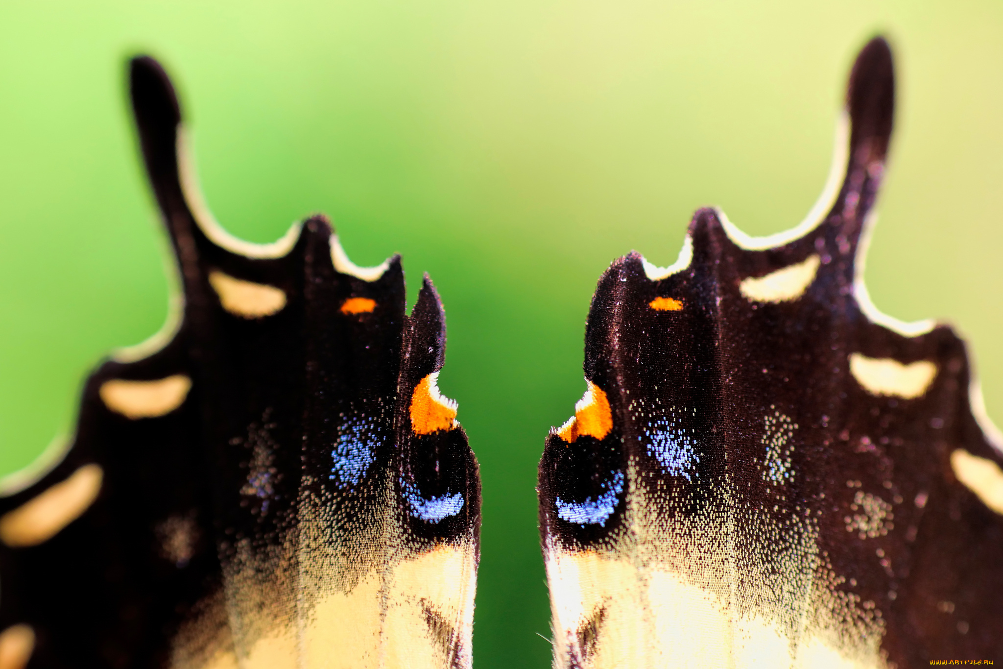 разное, -, другое, крылья