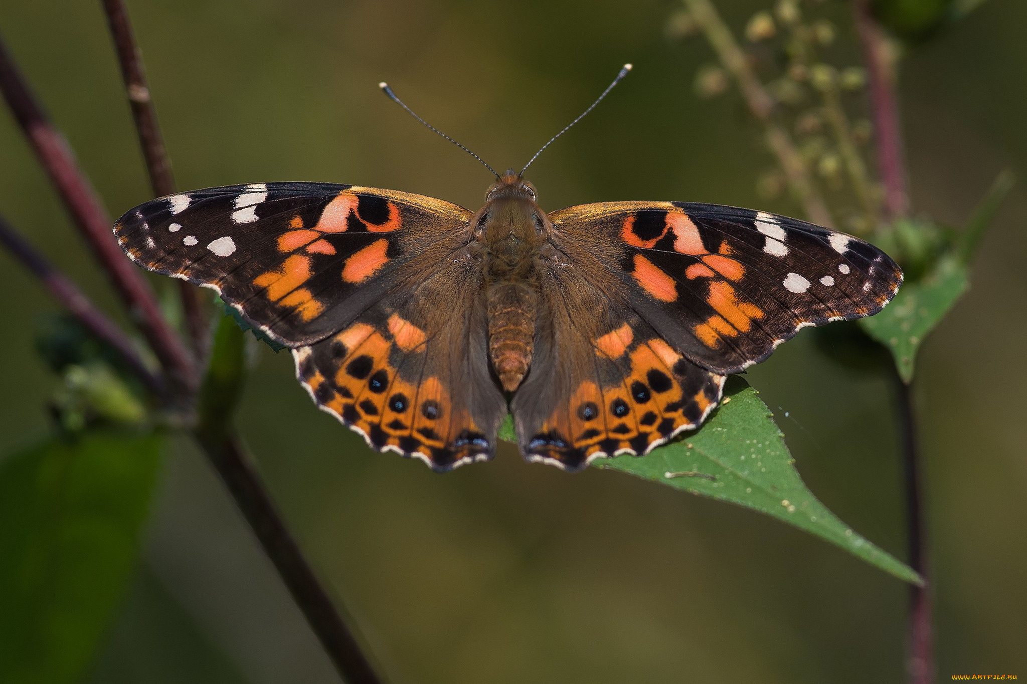 животные, бабочки, , мотыльки, , моли, бабочка