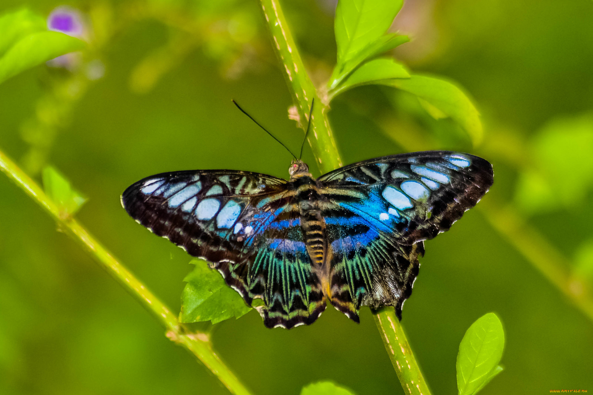 животные, бабочки, , мотыльки, , моли, бабочка