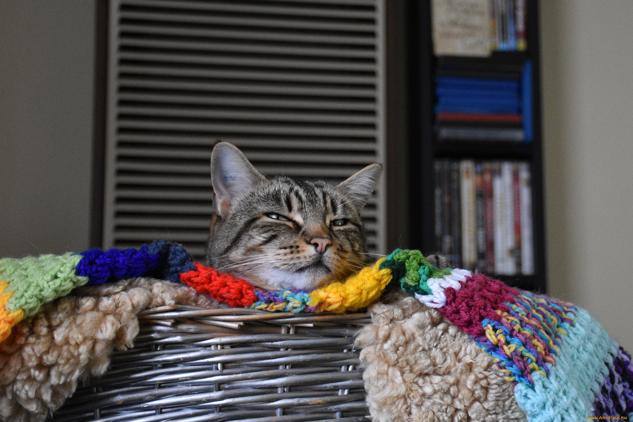 животные, коты, кот