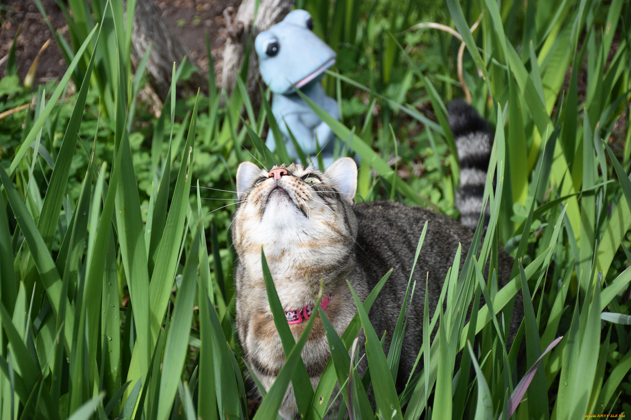 животные, коты, кот