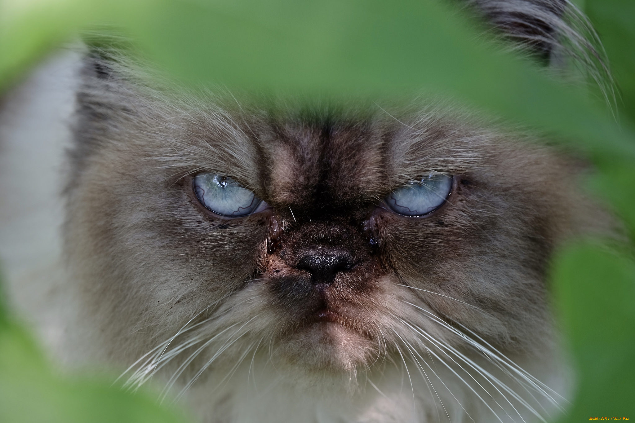 животные, коты, взгляд