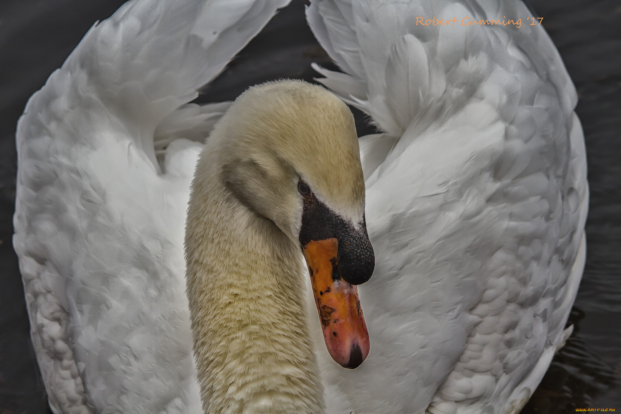 животные, лебеди, лебедь