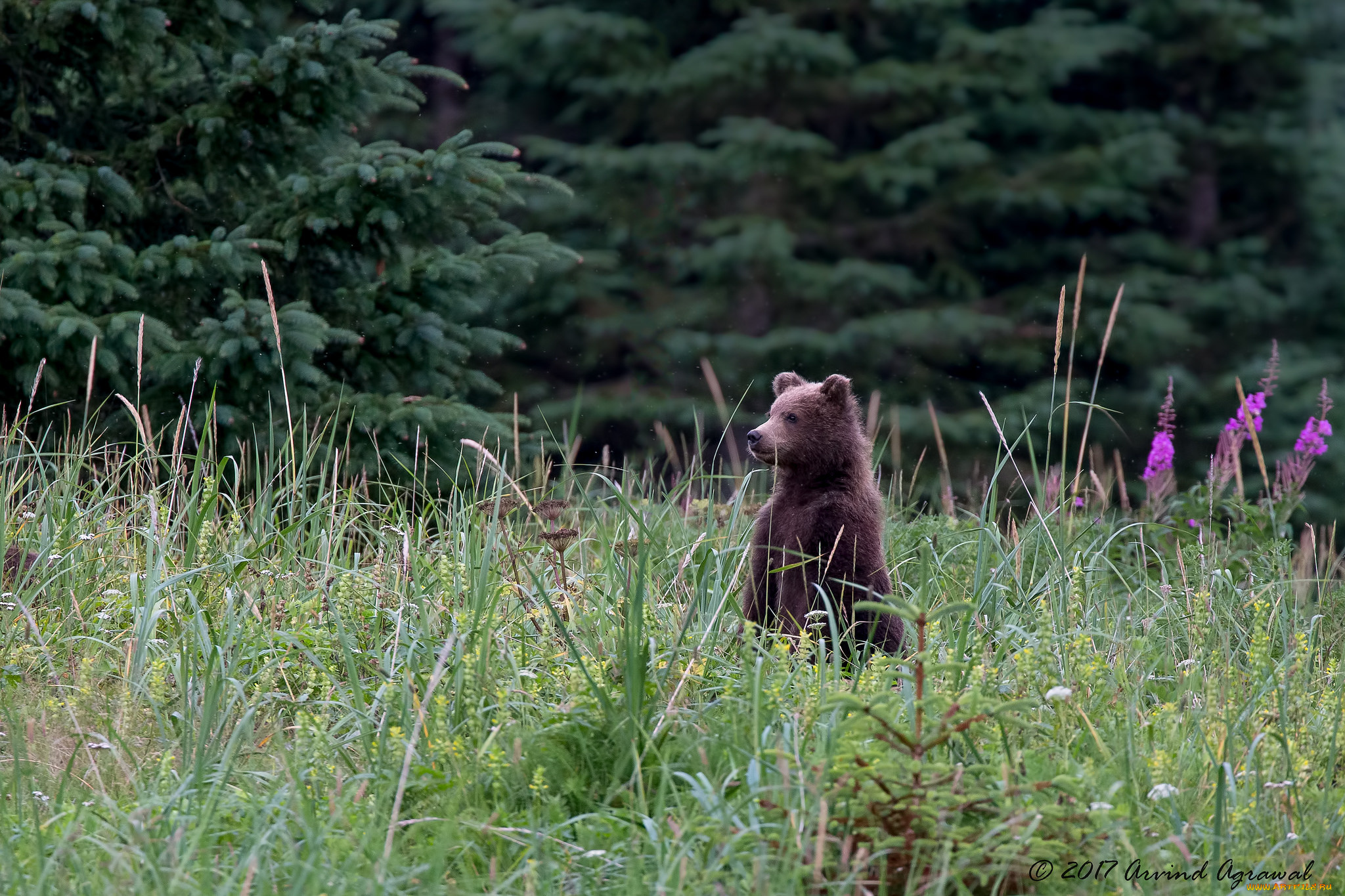 животные, медведи, мишка