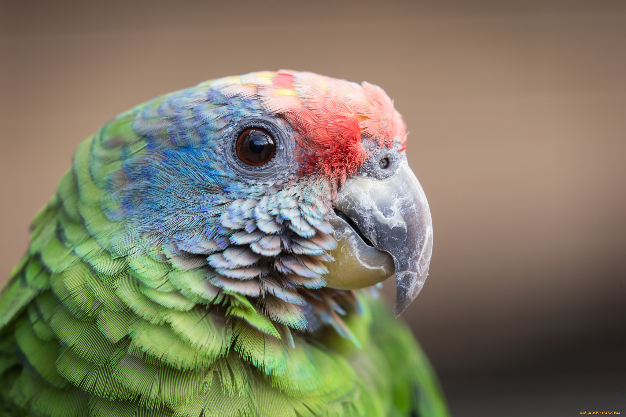животные, попугаи, фон, клювик, птица, попугай