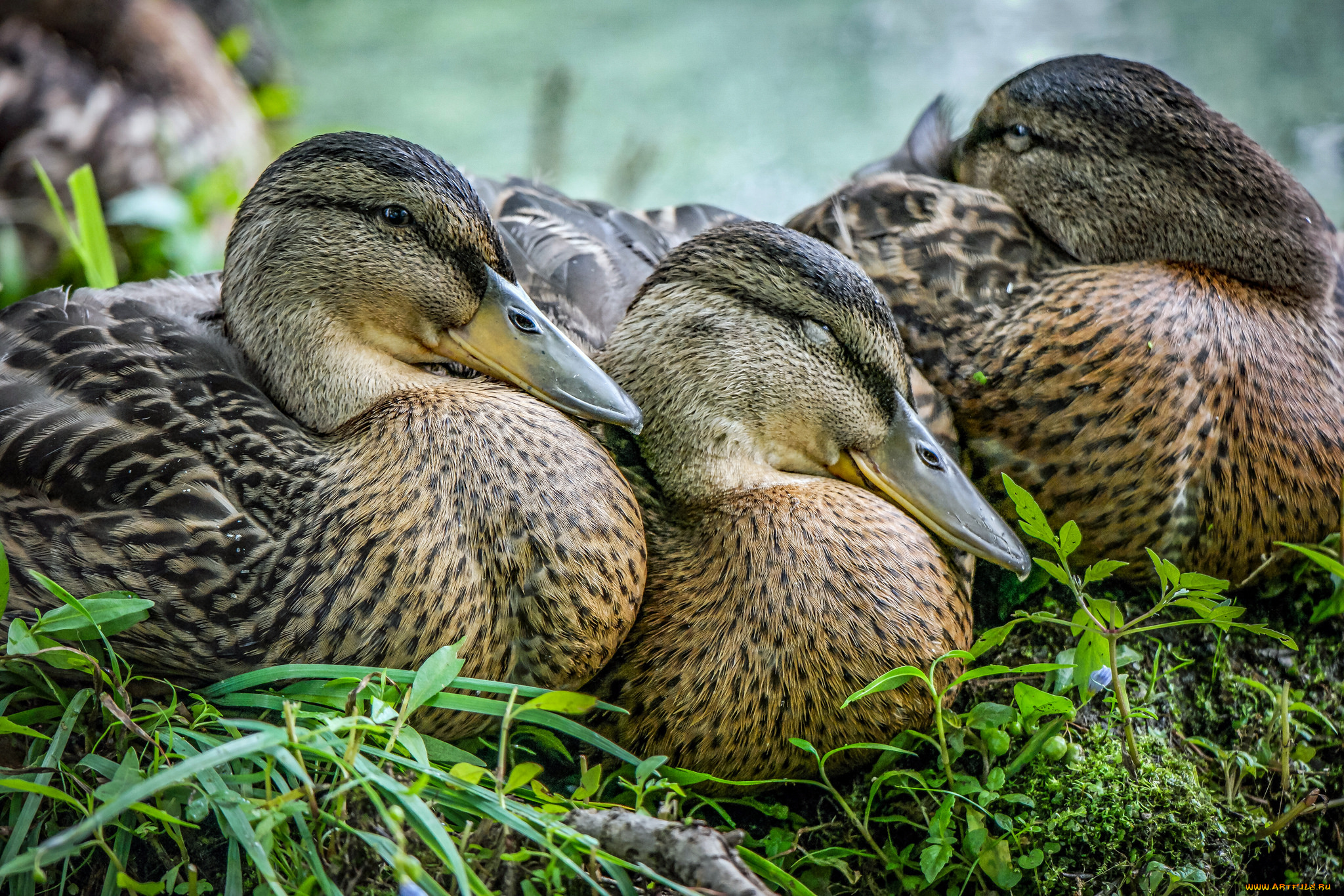 животные, утки