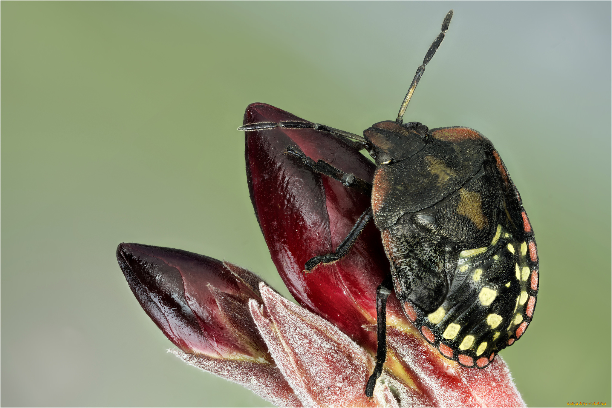 животные, насекомые, жук