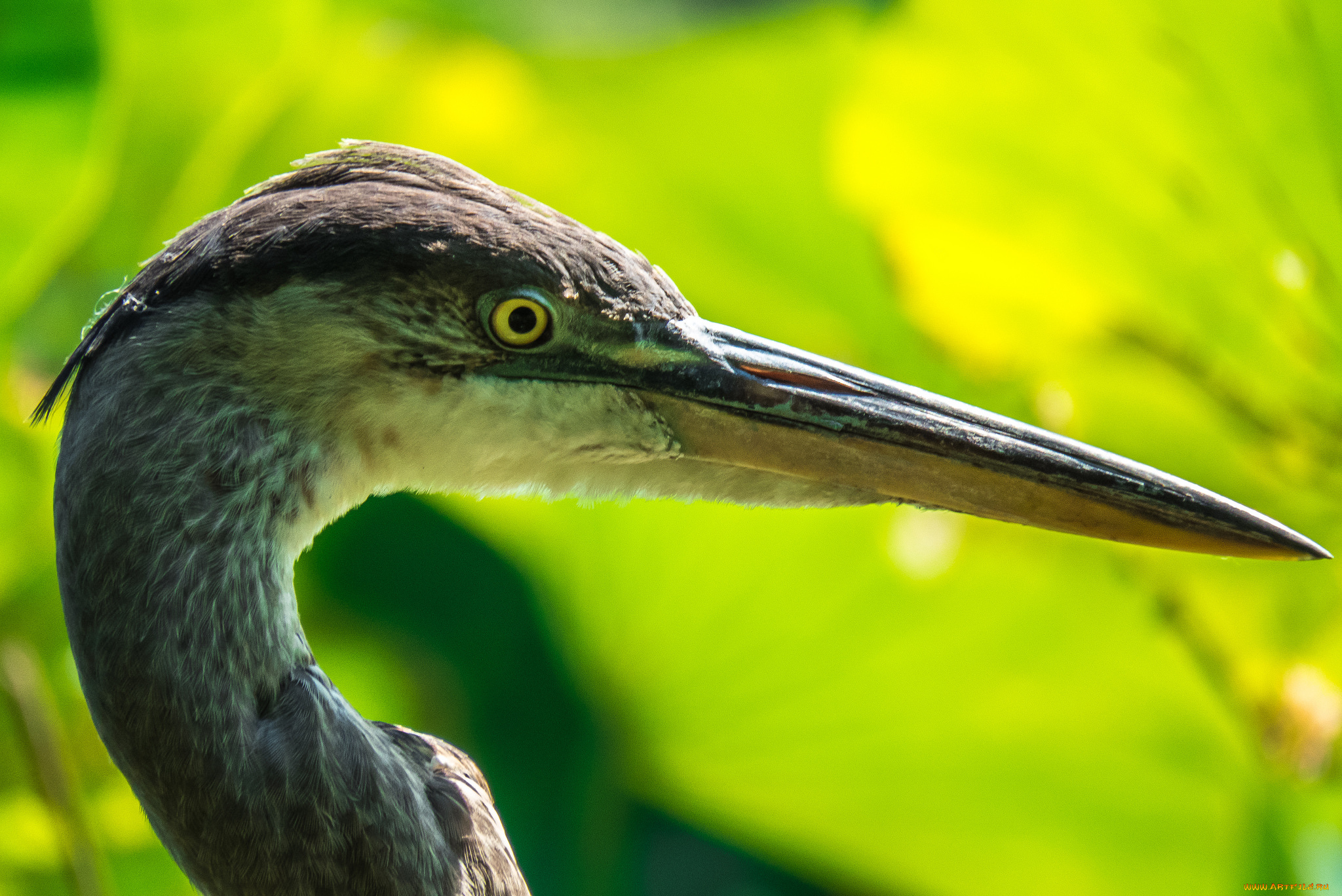 животные, цапли, , выпи, цапля