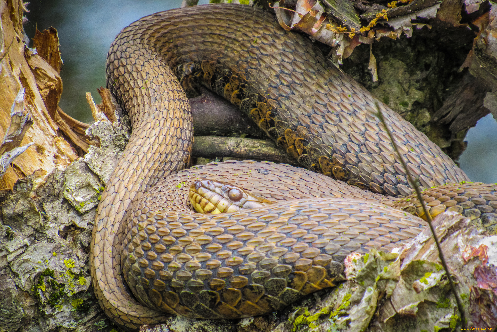 животные, змеи, , питоны, , кобры, змея