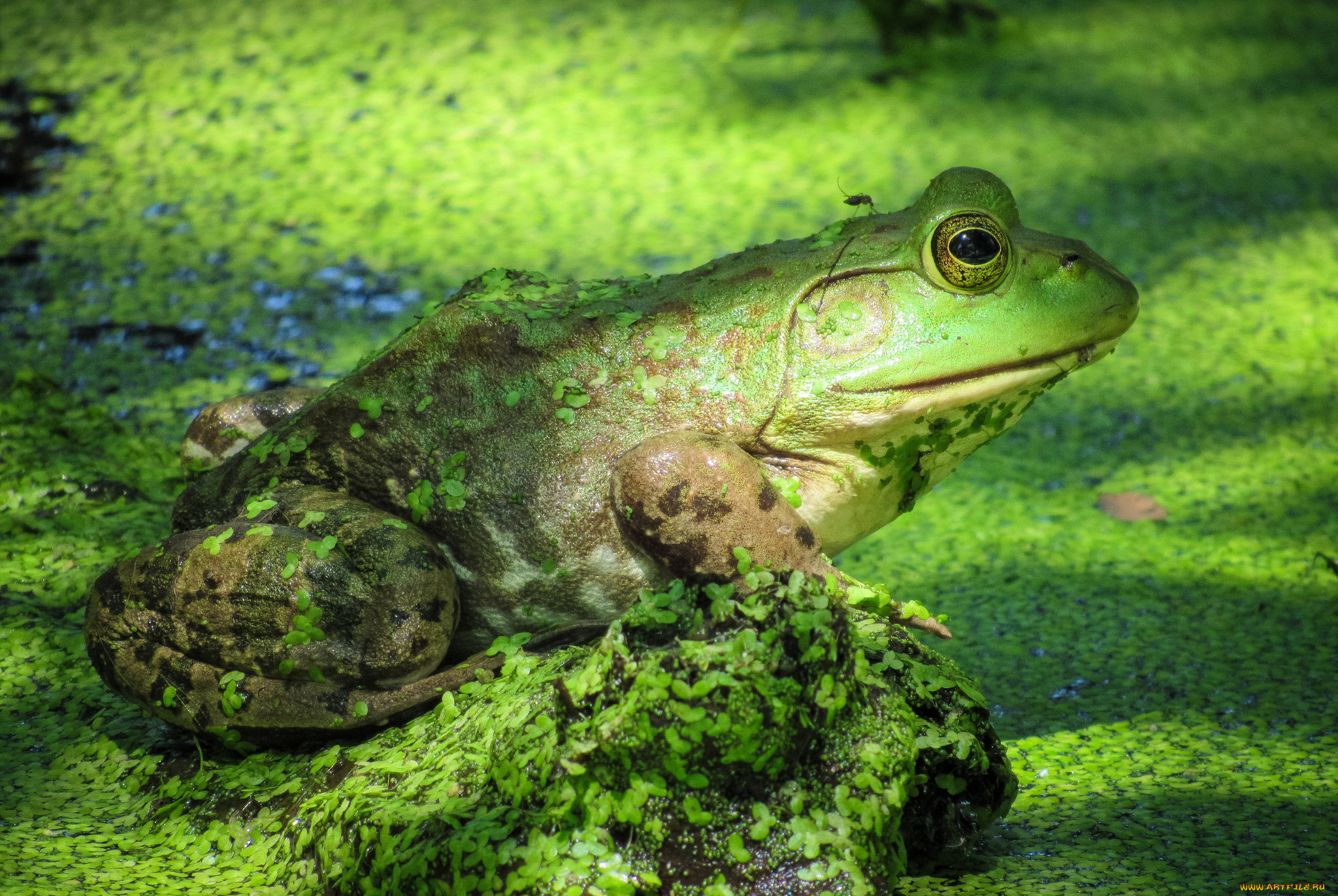 животные, лягушки, лягушка