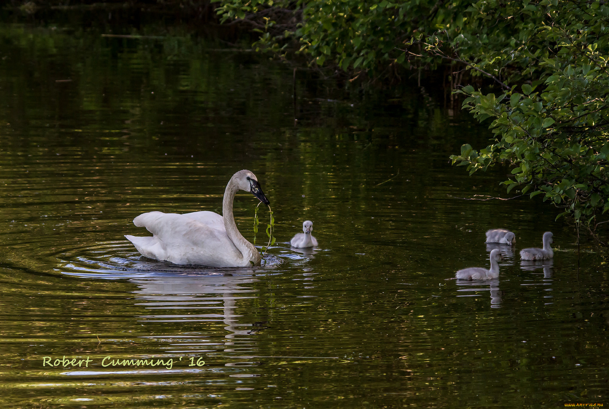 животные, лебеди