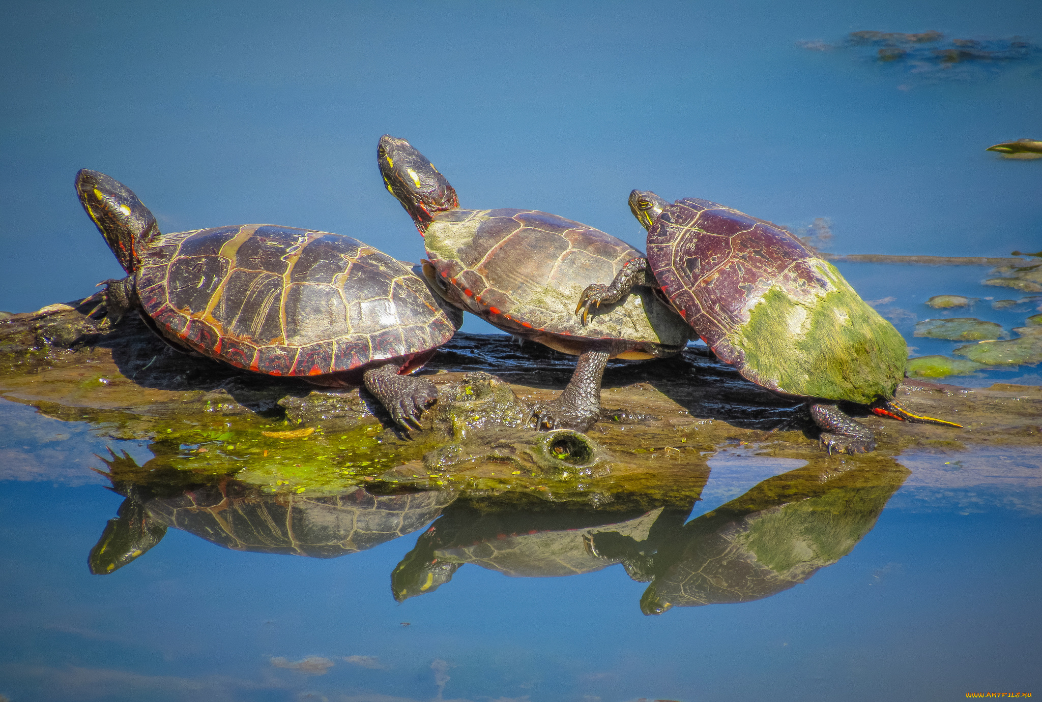 животные, Черепахи, трио
