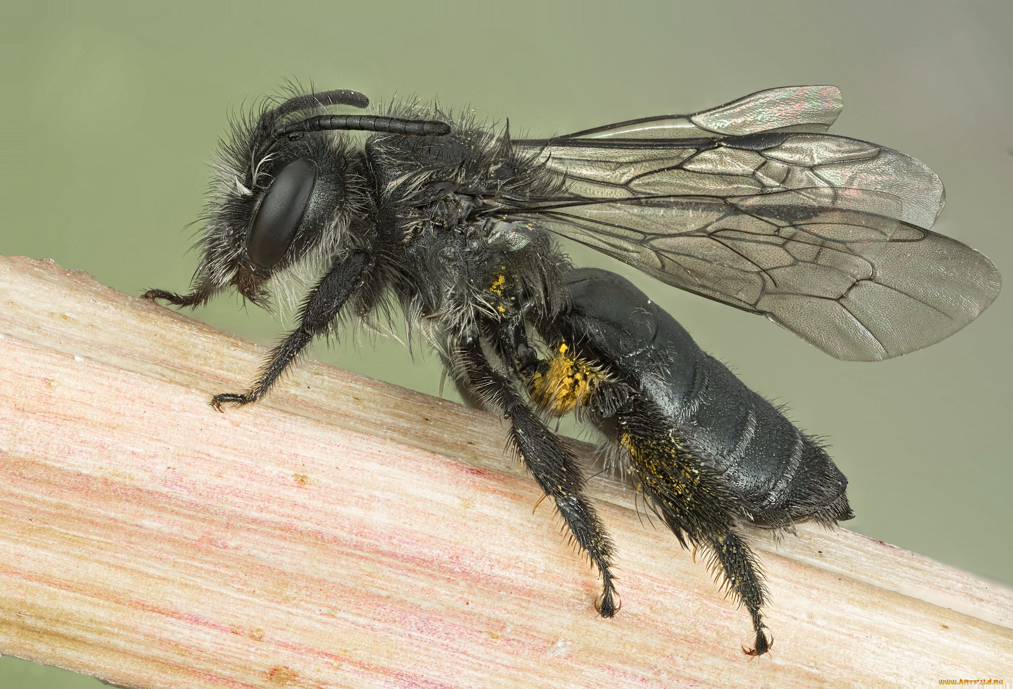 животные, пчелы, , осы, , шмели, оса