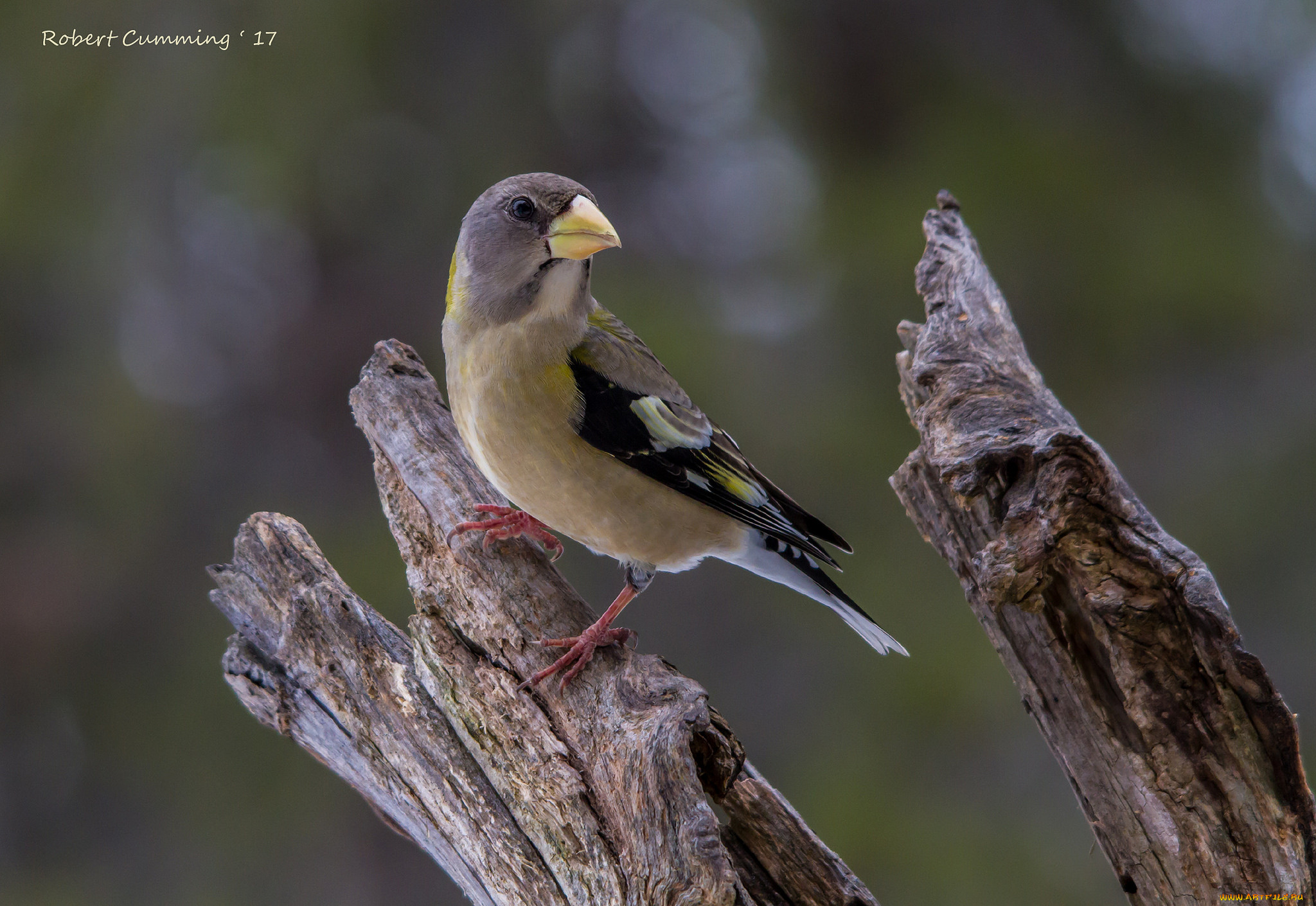животные, щеглы, , чижи, птичка