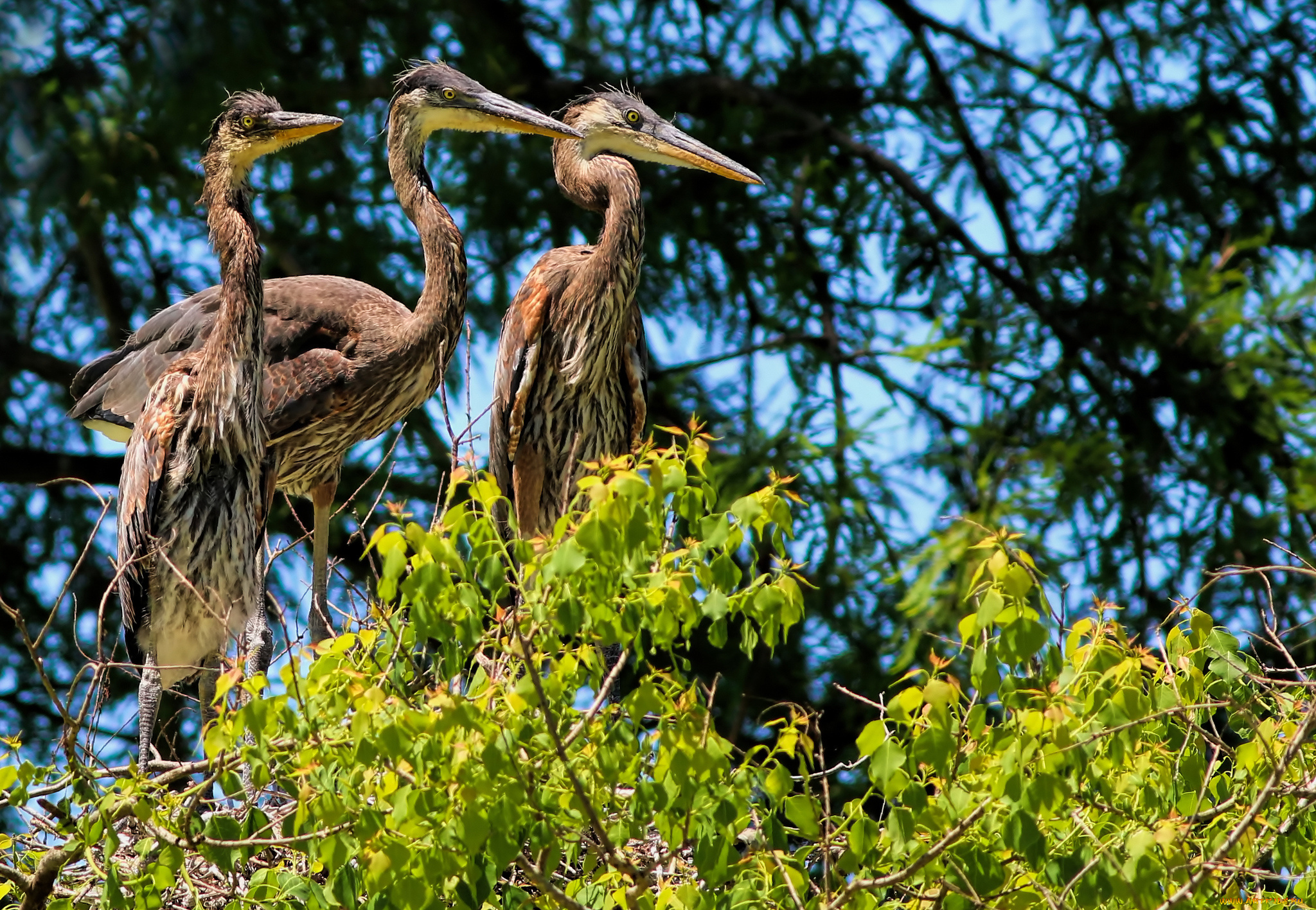 животные, цапли, , выпи