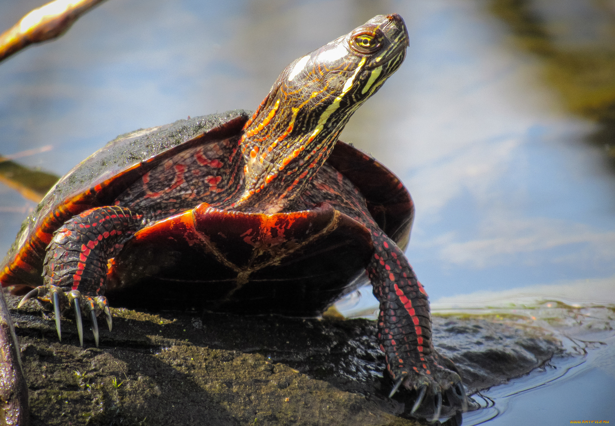 животные, Черепахи, черепаха
