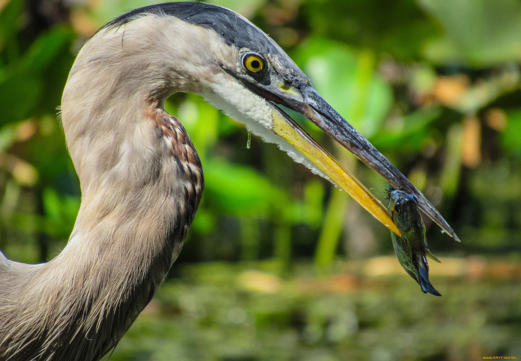 животные, цапли, , выпи, цапля