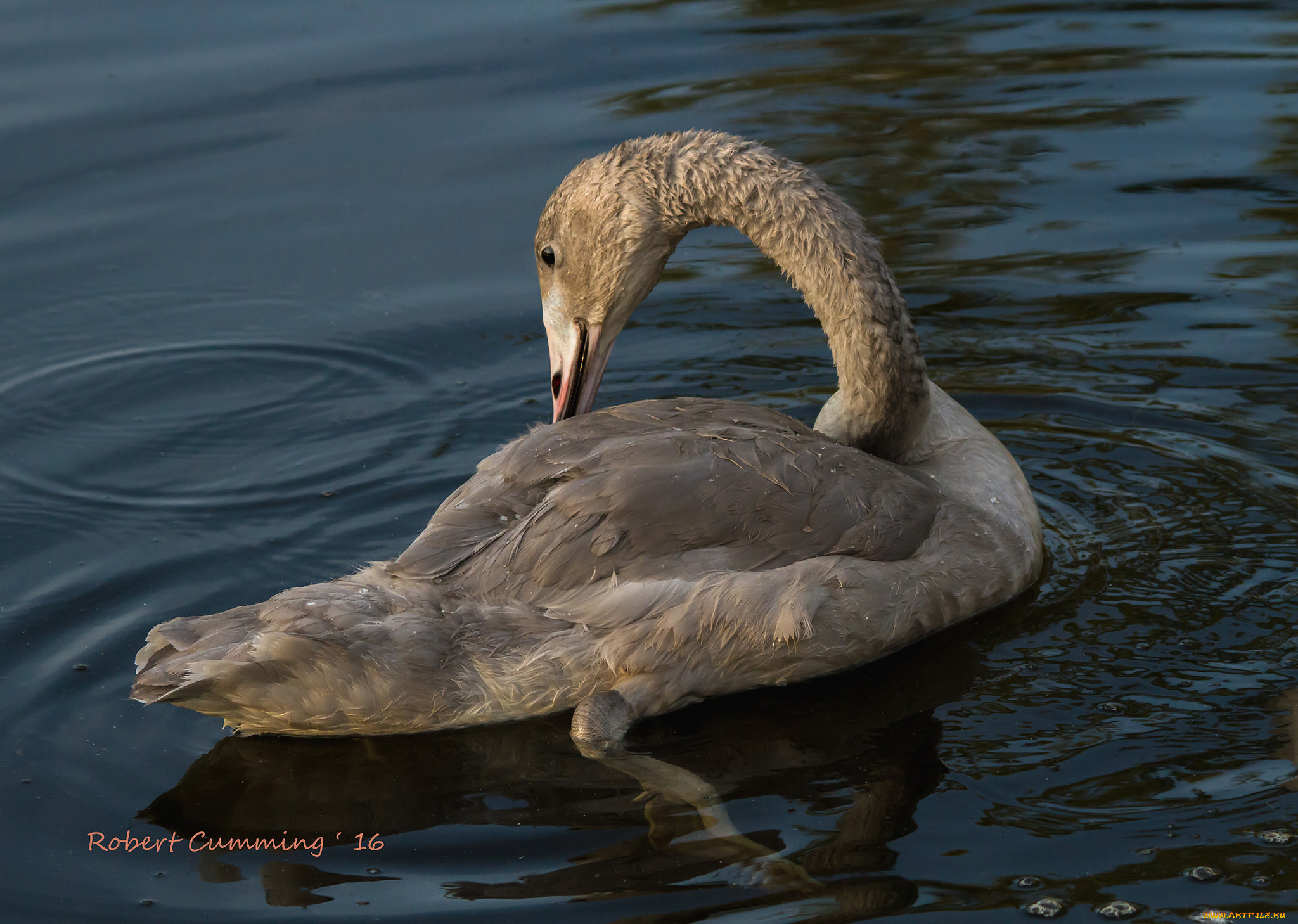 животные, лебеди, лебедь