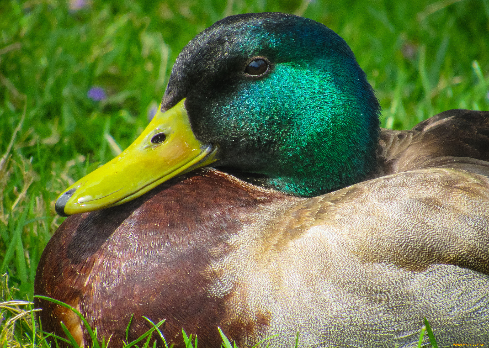 животные, утки, утак