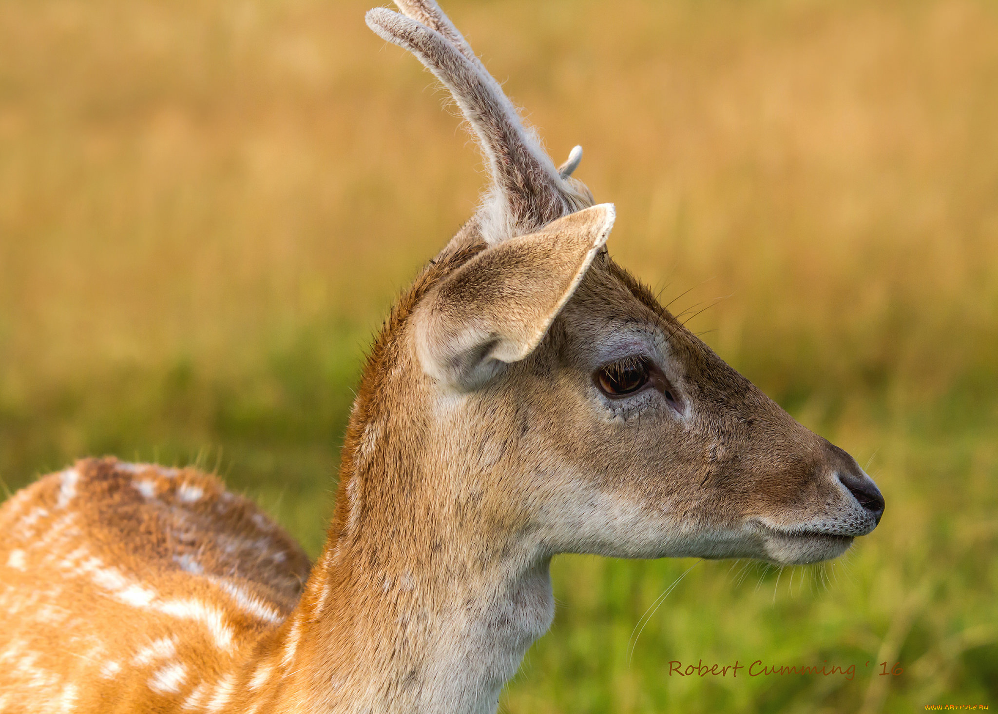 животные, олени, оленёнок