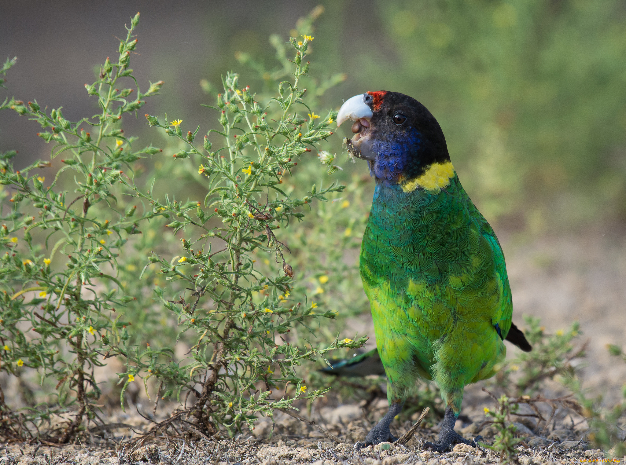 животные, попугаи, попугай