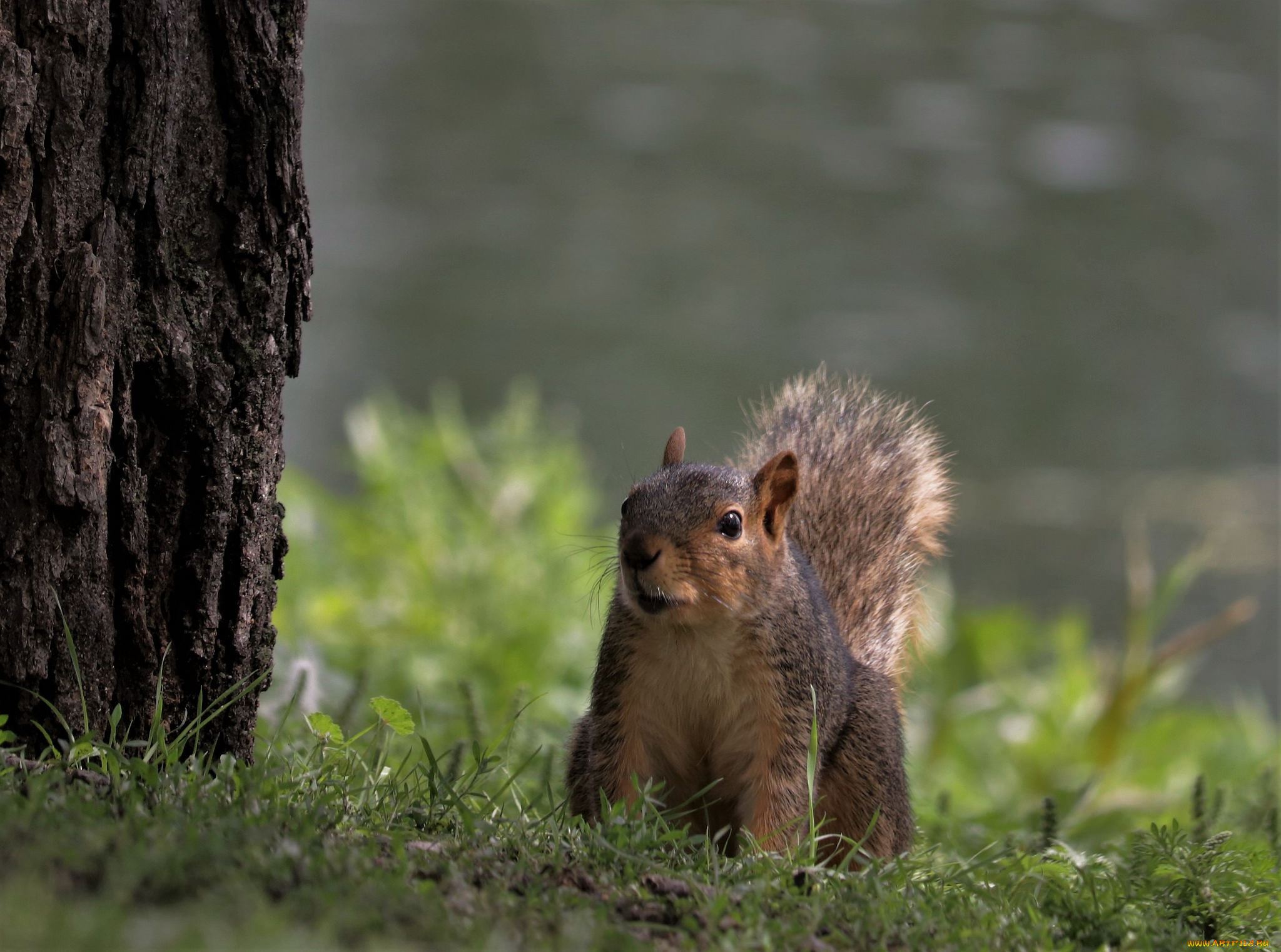 животные, белки, белка