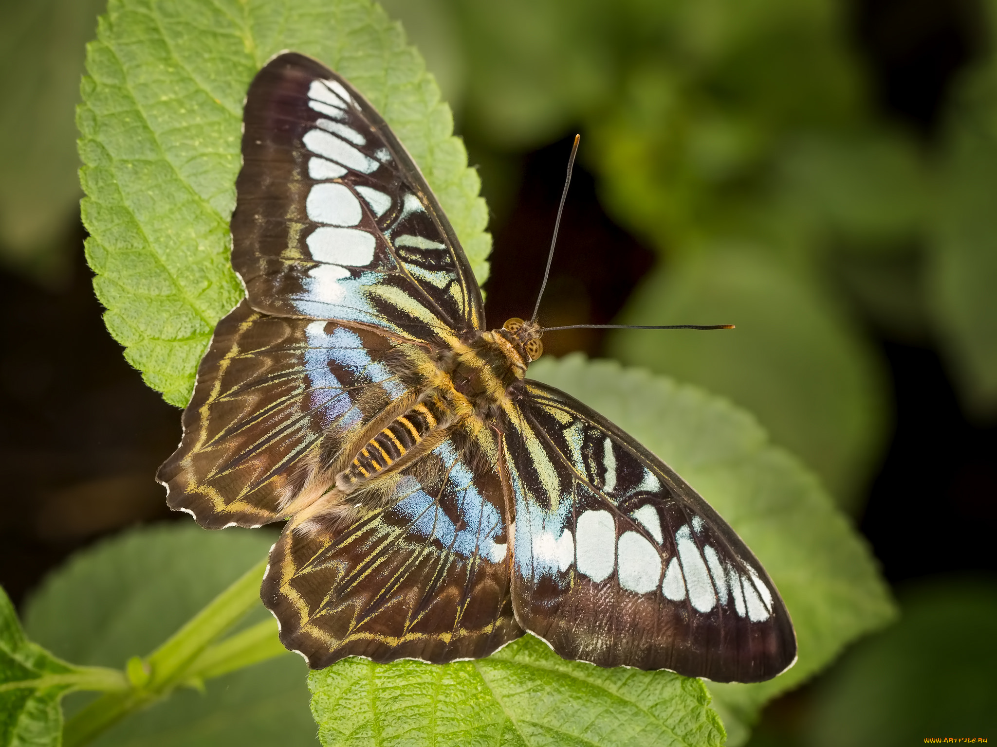 животные, бабочки, , мотыльки, , моли, бабочка