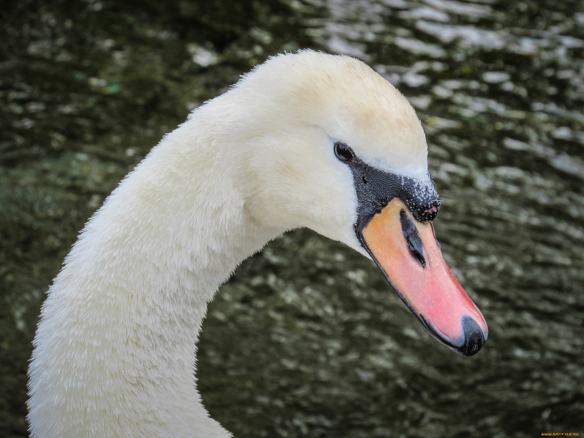 животные, лебеди, портрет