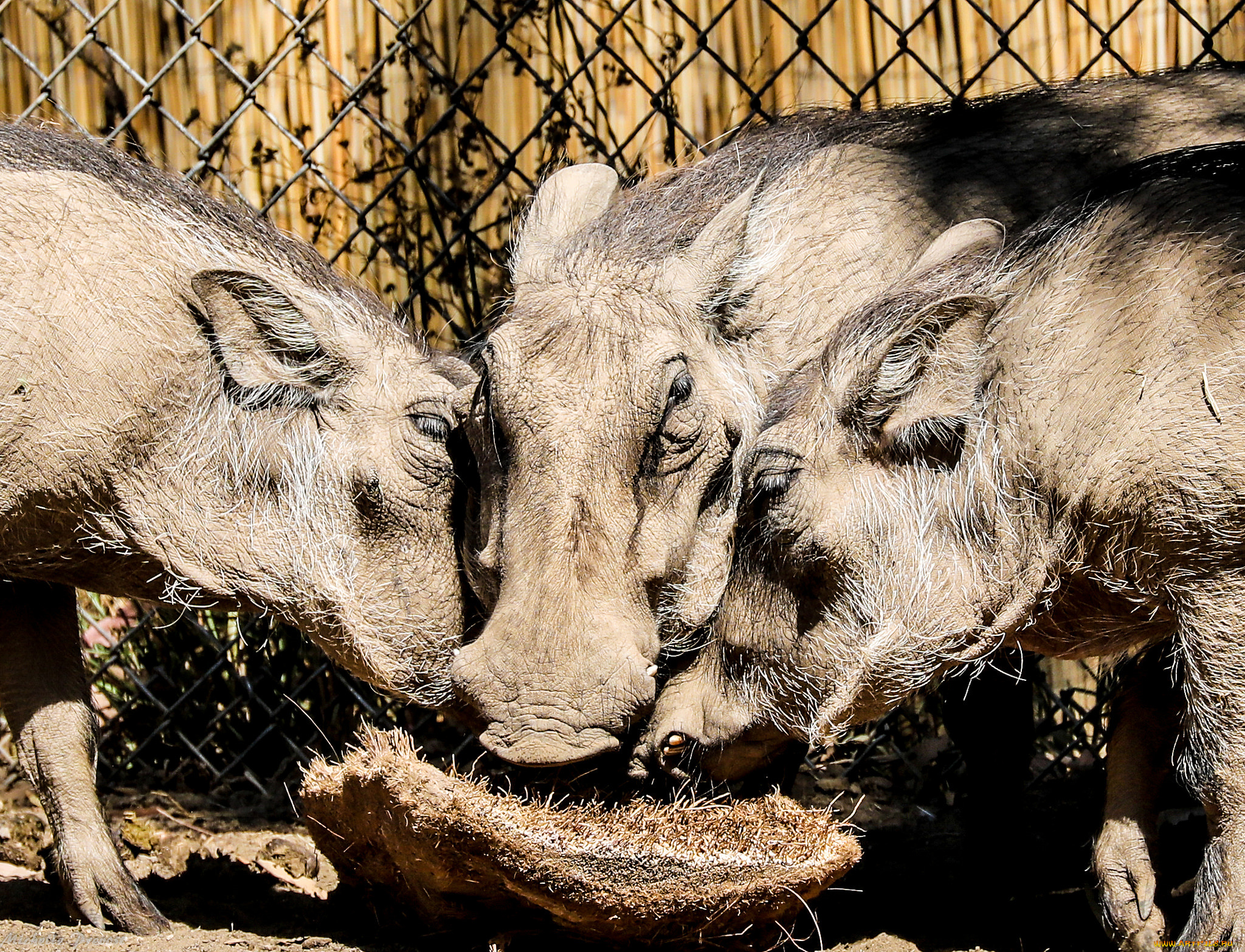 животные, свиньи, , кабаны, кабаны
