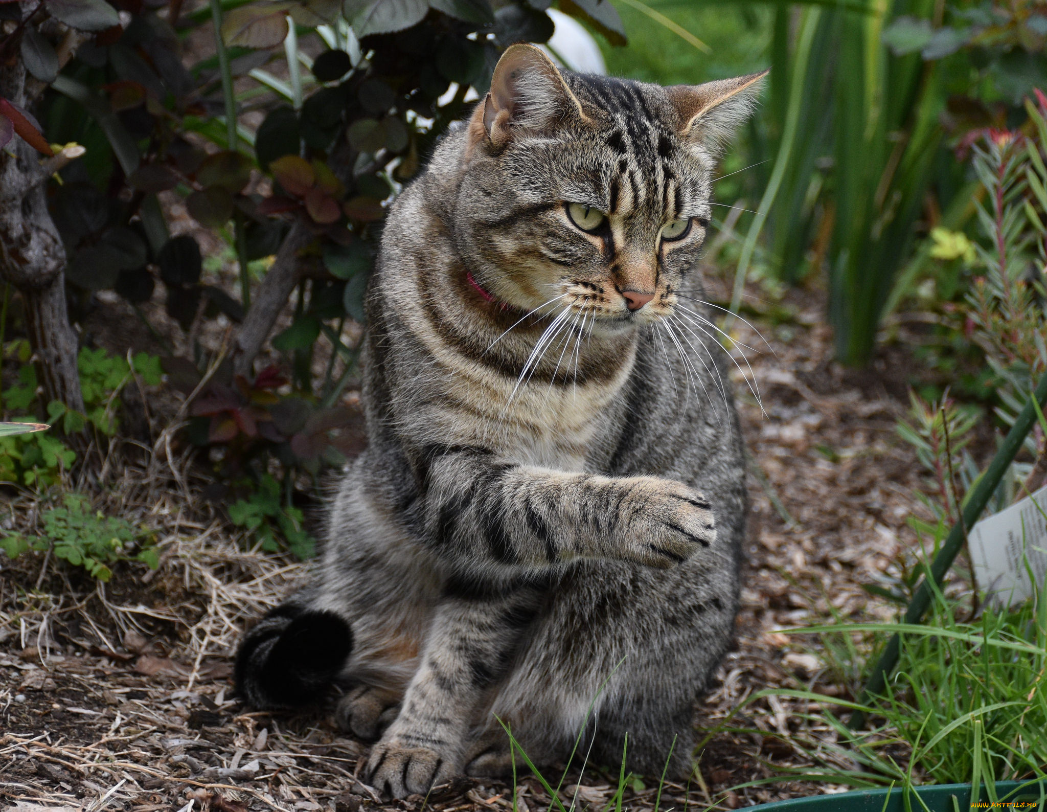 животные, коты, кот